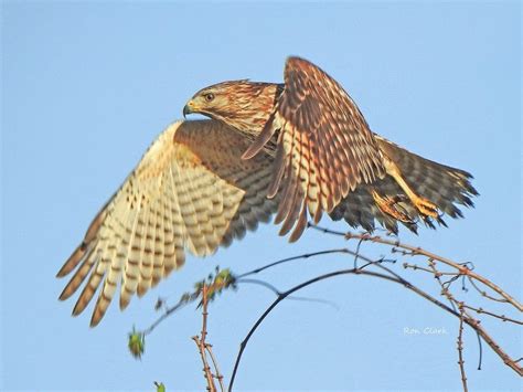 Red-Shouldered Hawk In Flight - Villages-News.com