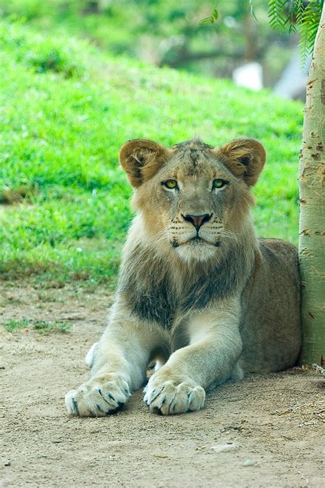 Lion Paws Free Photo Download | FreeImages