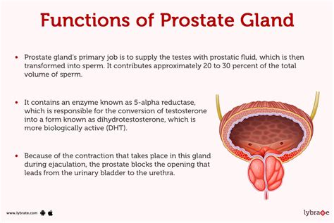 Prostate Gland (Human Anatomy): Picture, Function, Diseases, Tests, and Treatments