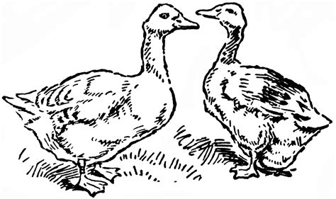 Goose and Gander | ClipArt ETC