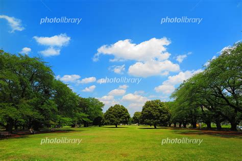 晴れの公園の風景 写真素材 [ 5290868 ] - フォトライブラリー photolibrary