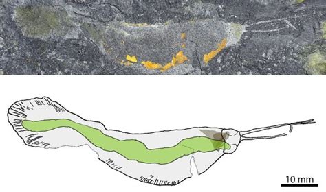 Fossils of giant 'terror beast' worms discovered in Northern Greenland ...