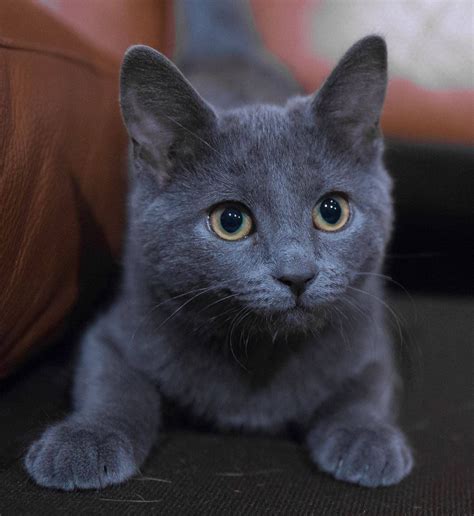 21 Most Affectionate Cat Breeds That Make You Fall in Love | Russian ...