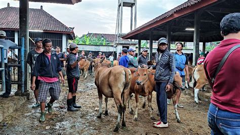 Nasib Sapi Bali di Pulau Asalnya