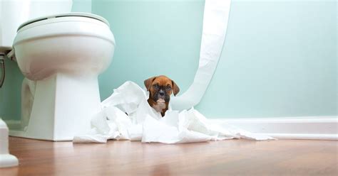 Puppy Bad Behavior (and How to Correct It) | PetGuide