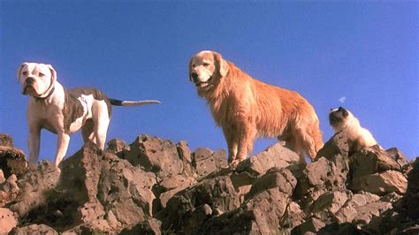 Beat the Heat: HOMEWARD BOUND | The Athena Cinema