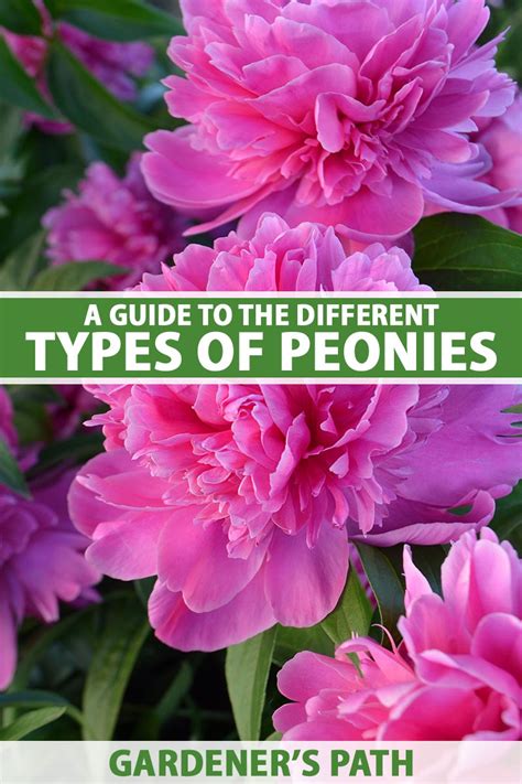 What Are the Different Types of Peony Flowers? | Gardener’s Path