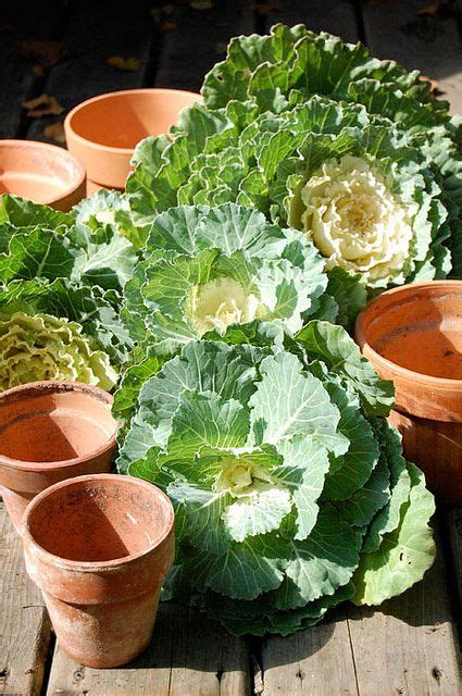 Fall Flower Arrangement DIYOrnamental Cabbage | Ornamental cabbage, Fall flower arrangements ...