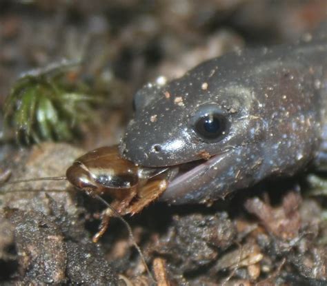 Blue Spotted Salamander Facts and Pictures