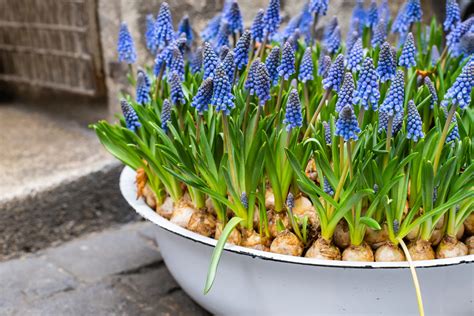 Planting Muscari (Grape Hyacinth) Bulbs In Autumn With Gardener Emily Cupit | Horticulture Magazine