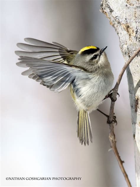 Golden Crowned Kinglet | Most beautiful birds, Pet birds, Beautiful birds