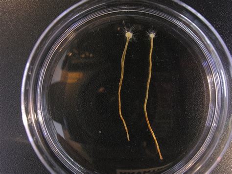 Un protozou gegant – Museu de Ciències Naturals