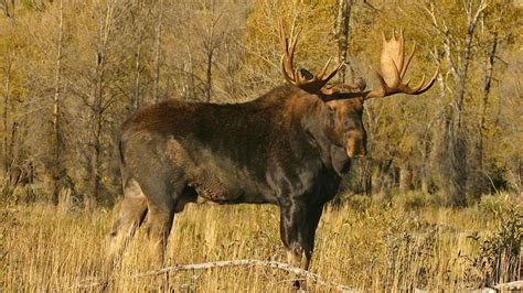 A Guide to Hunting Moose | MeatEater Hunting