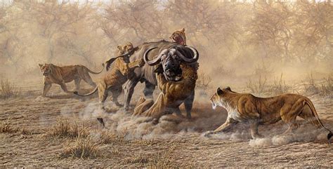 The Take Down - Lions Attacking Cape Buffalo Painting by Alan M Hunt ...