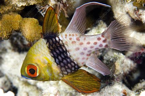 Pajama cardinalfish - Stock Image - Z605/1698 - Science Photo Library