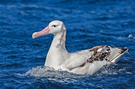 8. Tristan Albatross (Diomedea dabbenena) | endemic to the islands of the Tristan da Cunha group ...