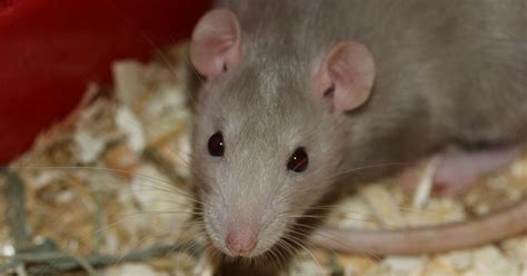 Prejudices against Rats - 澳门六合彩内幕资料 - Animal Welfare Organisation