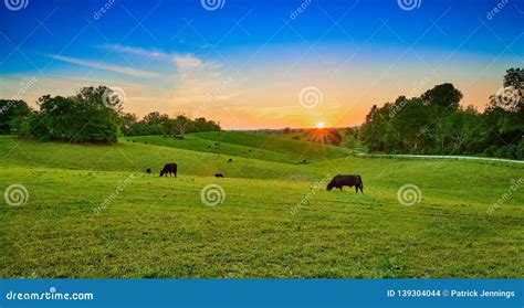 Field of Cows Grazing at Sunset Stock Photo - Image of cloud, cows: 139304044