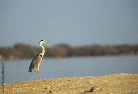 Grey Heron Stock Photo | Adobe Stock