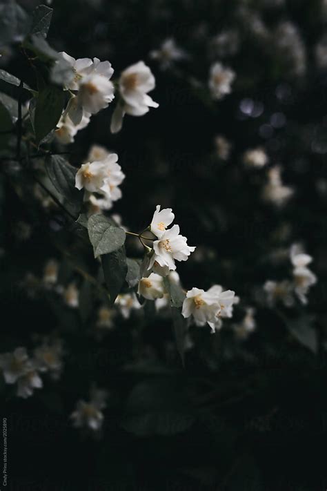 "Jasmine Flowers In The Garden" by Stocksy Contributor "Cindy Prins ...