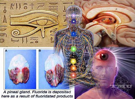 pineal-gland ⋆ Quantum World: Awaken Your Mind