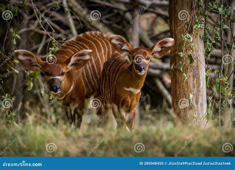 Baby Bongo Antelope in Zoopark Stock Photo - Image of natural, horn: 285048450