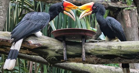 Ciri-Ciri Burung Enggang Gading (Rhinoplax vigil) | SUKU DAYAK