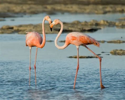 American Flamingo - Facts, Diet, Habitat & Pictures on Animalia.bio