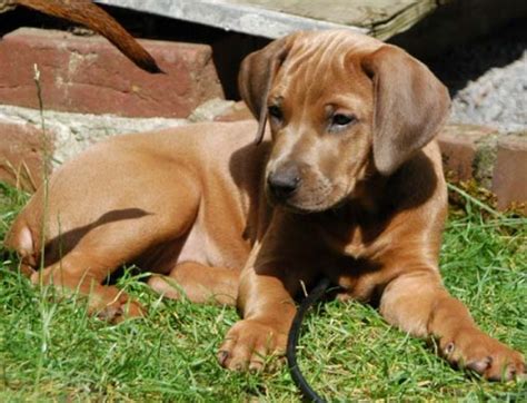 Rhodesian Ridgeback Pitbull Mix | Pitbull Puppies