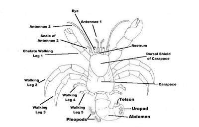 Hermit crab anatomy. | All About Hermit Crabs | Pinterest | Hermit ...