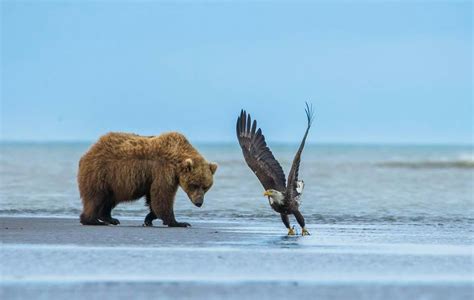 Brown Bear & Bald Eagle | Bear, Animals friends, Pet birds