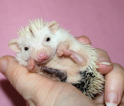 Available Hedgehogs | Hedgehog breeders, Hedgehog, Animals