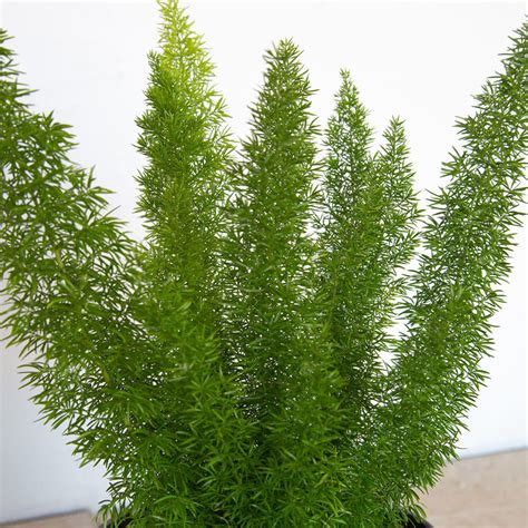 Buy Foxtail Fern Online with Free Shipping - Plantsbymail.com – Plants ...