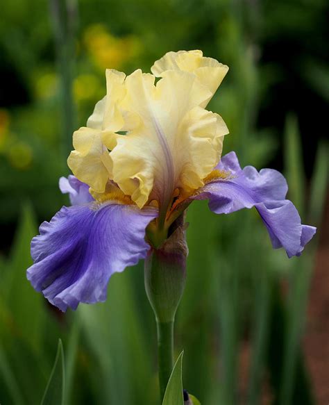 Blue Yellow Iris Germanica Photograph by Rona Black - Fine Art America