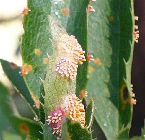 Puccinia graminis sur Berberis vulgaris : hôte écidien de la "Rouille ...