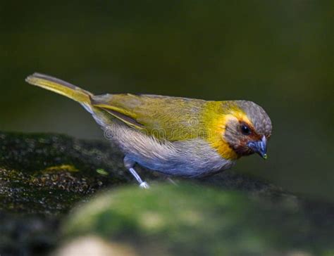 Cuban Grassquit Looks for Food Stock Photo - Image of finch, closeup: 247339378