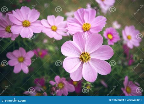 Coreopsis stock photo. Image of pink, petal, spring - 101729204