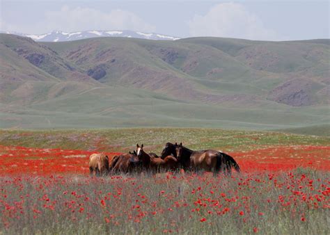 Eurasian steppe, Horses, Steppe