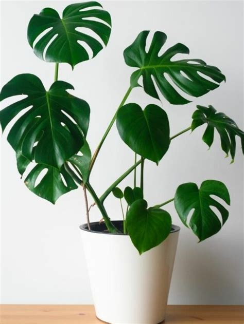 Monstera Deliciosa: Plant Care & Growing Guide - Days in Garden