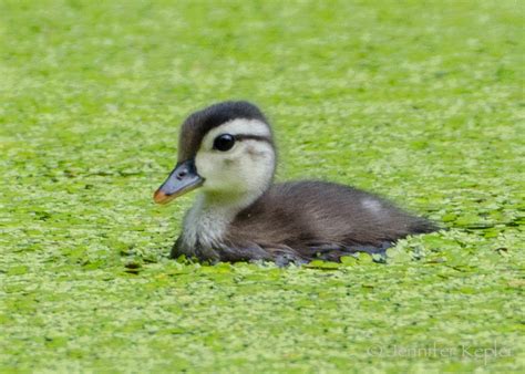 Prospect Park Bird Sightings & North Brooklyn Nature News: Fwd: Baby ...