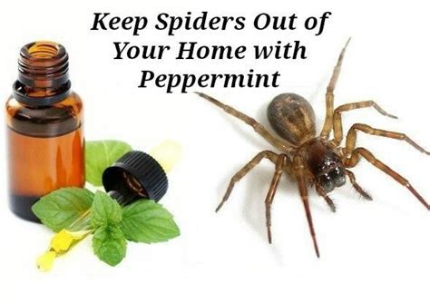 Spider repellent | Domestic Majestic | Pinterest