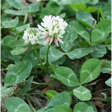 Louisiana S-1 White Clover Seed - 1 Lb. - Walmart.com - Walmart.com