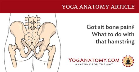 Got sit bone pain while practicing yoga? - Yoga Anatomy