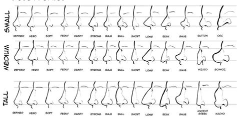 an image of nose profiles chart with the names and description for each ...