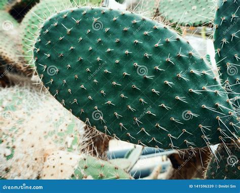 Green cactus with needles stock image. Image of colorful - 141596339