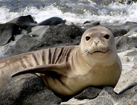 Hawaiian Monk Seal | Wild Life World