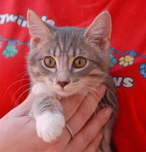 Sweetheart kittens ready for adoption!