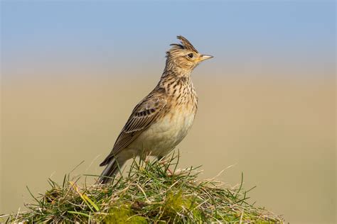 Skylark guide: song, appearance and distribution - Countryfile.com