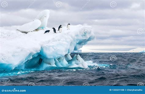 Iceberg With Adelie Penguins Standing Upside In Antarctic Ocean Near ...