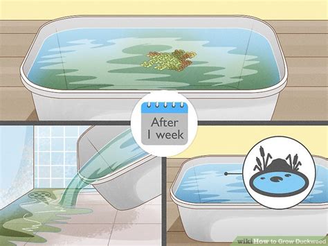 How to Grow Duckweed: 13 Steps (with Pictures) - wikiHow